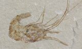 Cretaceous Fossil Shrimp Carpopenaeus - Lebanon #40457-1